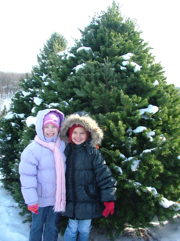 pine hill farms christmas tree farm home christmas tree farm pittsburgh pa