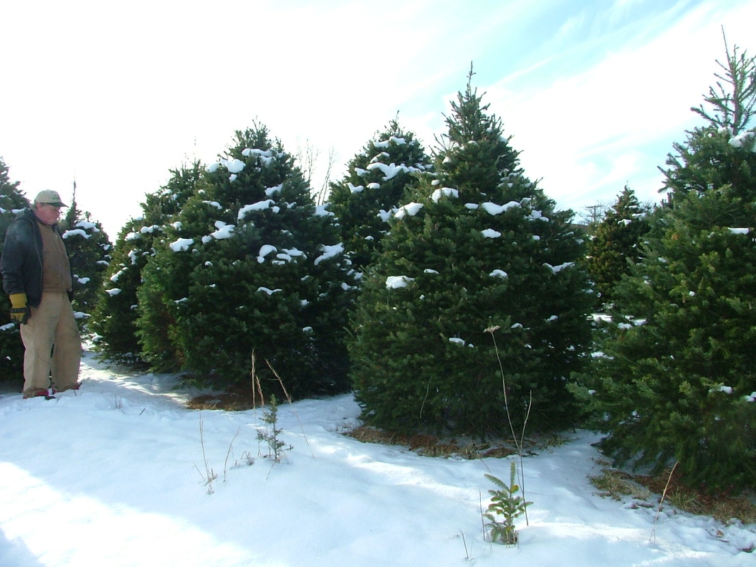 Pine Hill Farms Christmas Tree Farm Home